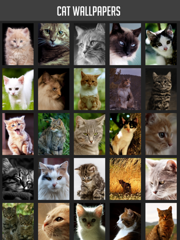 Cat Wallpapers!のおすすめ画像1