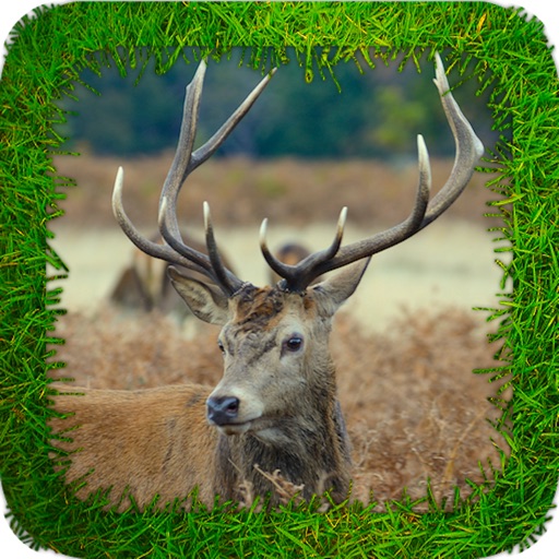 Deer Hunting Forest: Trophy Hunter Icon