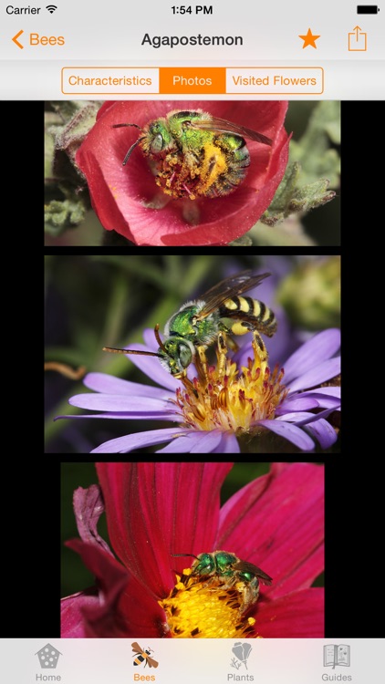 Wild Bee Gardens