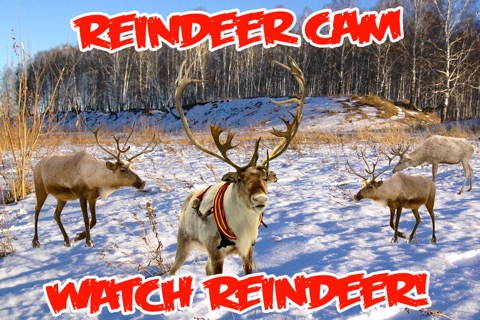 ReindeerCam - Watch Santa's Reindeer & More! screenshot 4