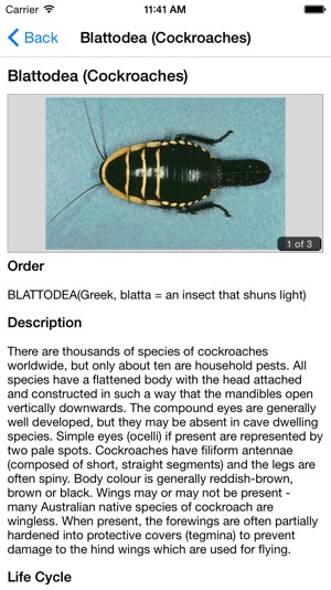 Key to Insect Orders(圖4)-速報App