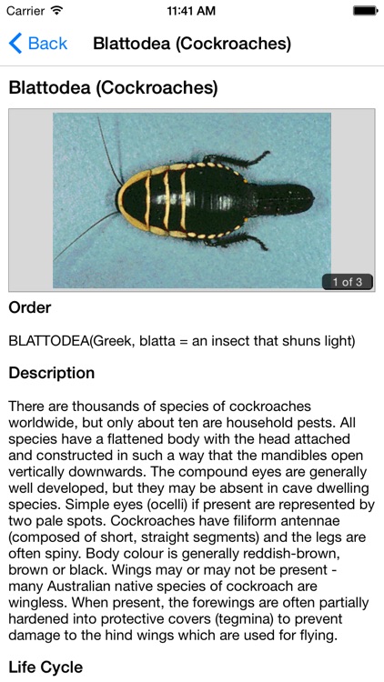 Key to Insect Orders screenshot-3