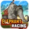 Horses have always been the focus of Betting and Racing,Why not try Elephant after all they too can Run as fast as Horses