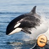 Icon Orca Puzzles for Kids Free Jigsaw Wonder Edition