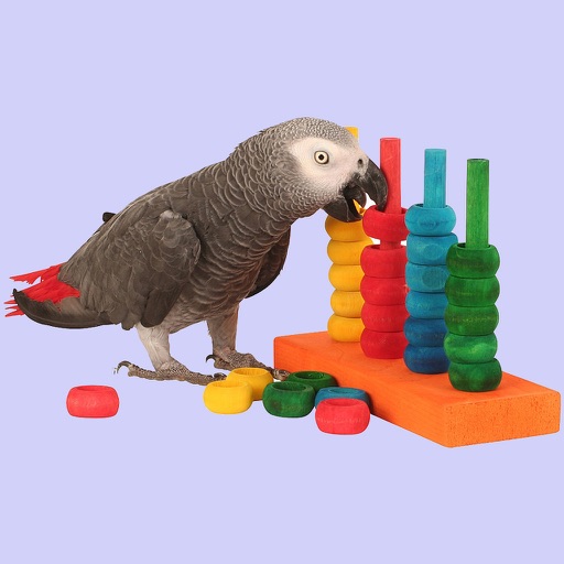 Parrot Training Icon