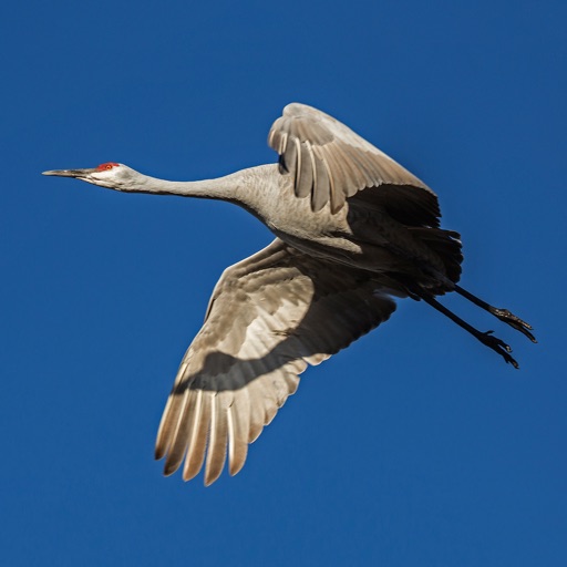Rick Sammon’s Beauty of Bosque