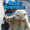 Baby Animals - CLIL Reader