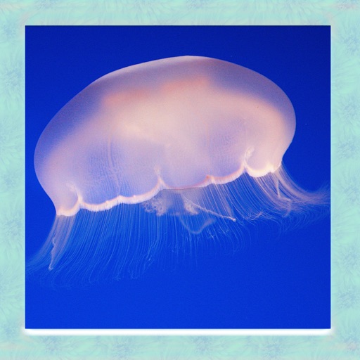 Jellyfish Simulator 3D iOS App
