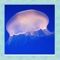 Jellyfish Simulator 3D