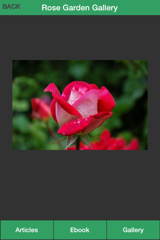 Rose Garden Guide - A Guide To Planting Your Own Rose Garden Successfully! screenshot 4