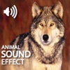 Amazing Crazy Animal Sounds