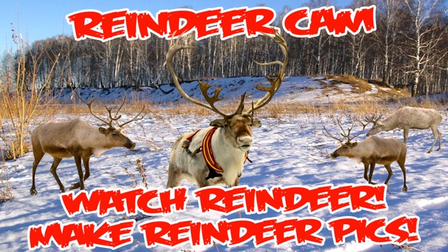 ReindeerCam - Watch Santa's Reindeer & More!(圖5)-速報App