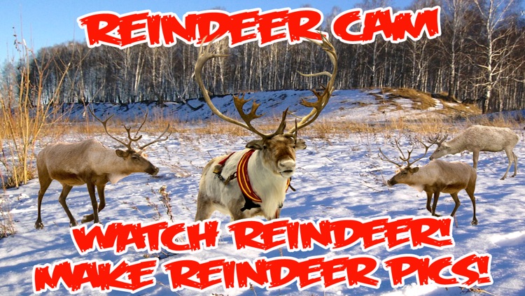 ReindeerCam - Watch Santa's Reindeer & More! screenshot-4