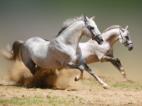 Скриншот из Dream Horses - Art Gallery: Breeds & Types, Racetrack & Tournaments, Photos & Paintings