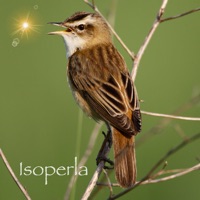 Bird Song Id Automatic Recognition & Reference - Birds of the British Isles apk