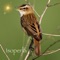 Record a bird singing and use Automatic Recognition to help identify it