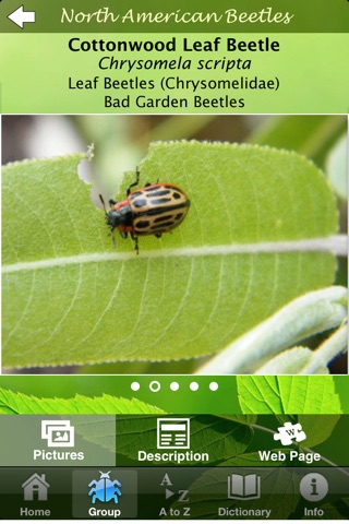 North American Beetles screenshot 4