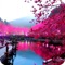 Relax Nature: Sakura pleasantly relaxing