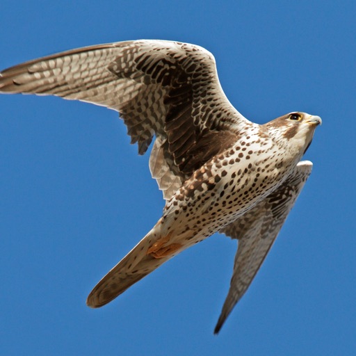 Falcons and Caracaras Guru icon