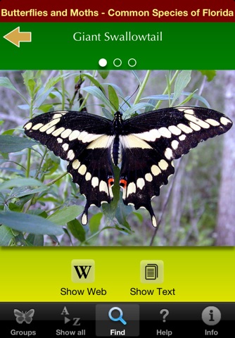 Southern Florida Butterflies screenshot 4