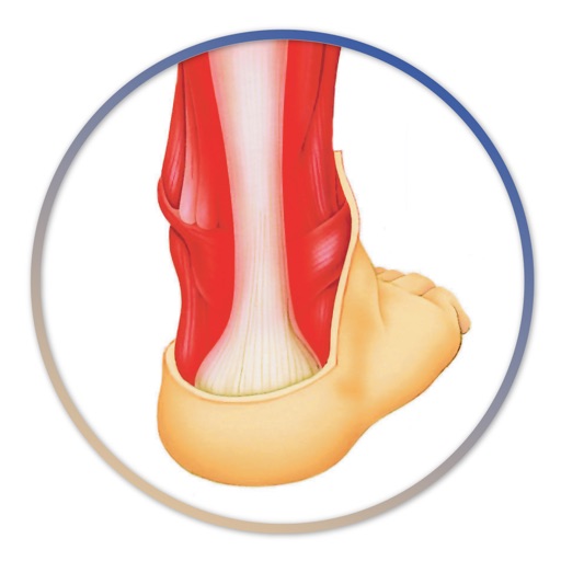 Miniatlas Musculoskeletal System
