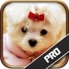 Dog Quiz PRO - All about Dogs 101 Guide Training