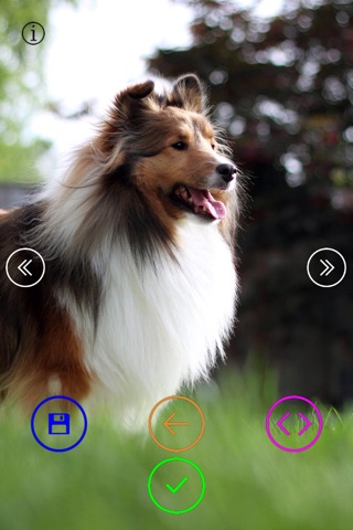 Cute Dogs - Wallpapers & Slideshow HD screenshot 2