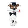 Get Puppy Training for iOS, iPhone, iPad Aso Report