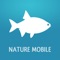 The ultimate FIELD GUIDE to FISH of the Central European inland waters and the North Sea and Baltic Sea, all in the palm of your hand