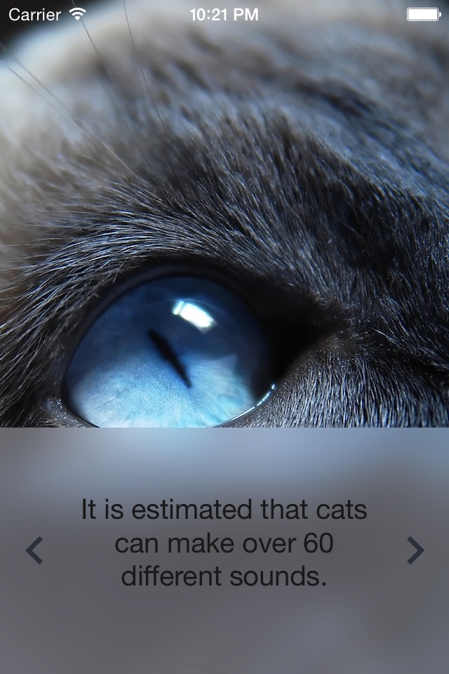 Cat News screenshot 2