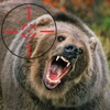 Bear Hunter Professional