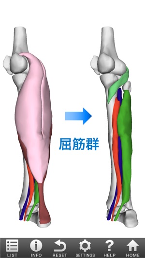 3d筋肉図鑑 をapp Storeで