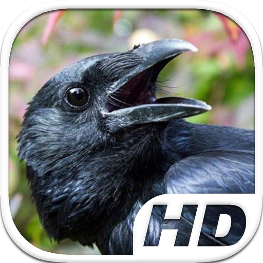 Crow Simulator HD Animal Life Icon