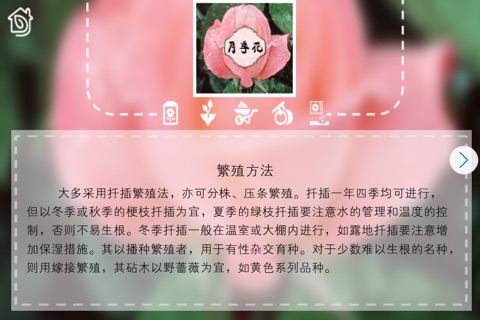 Handbook For Domestic Horticulture--Ornamental Flowers and Plants screenshot 3