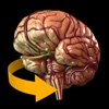 Brain - 3D Atlas of Anatomy