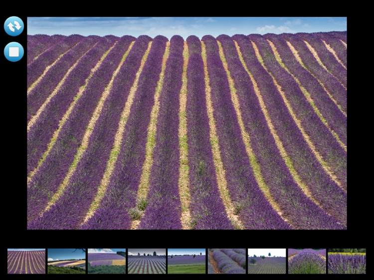Lavander, Provence and French Riviera