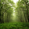 Forest Sounds Relax and Sleep-A Sleep making,Mind relaxing and Mind Therapy app