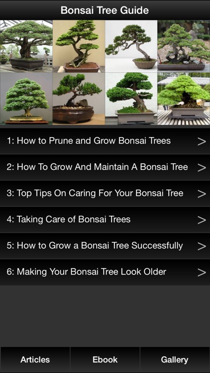 Bonsai Tree Guide - Everything You Need To Know Bonsai Tree !