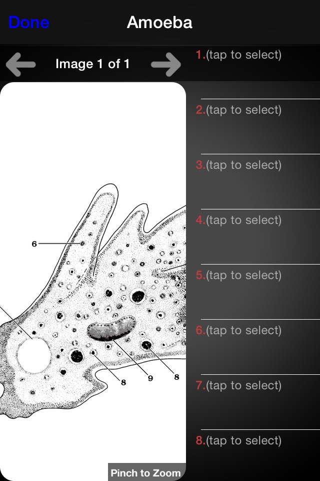 Protozoan Identification Free screenshot 2