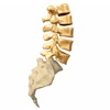 mLumbarAnatomy