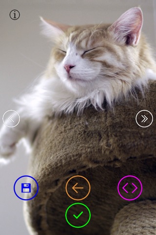 Cute Cats - Wallpapers & Slideshow HD screenshot 2