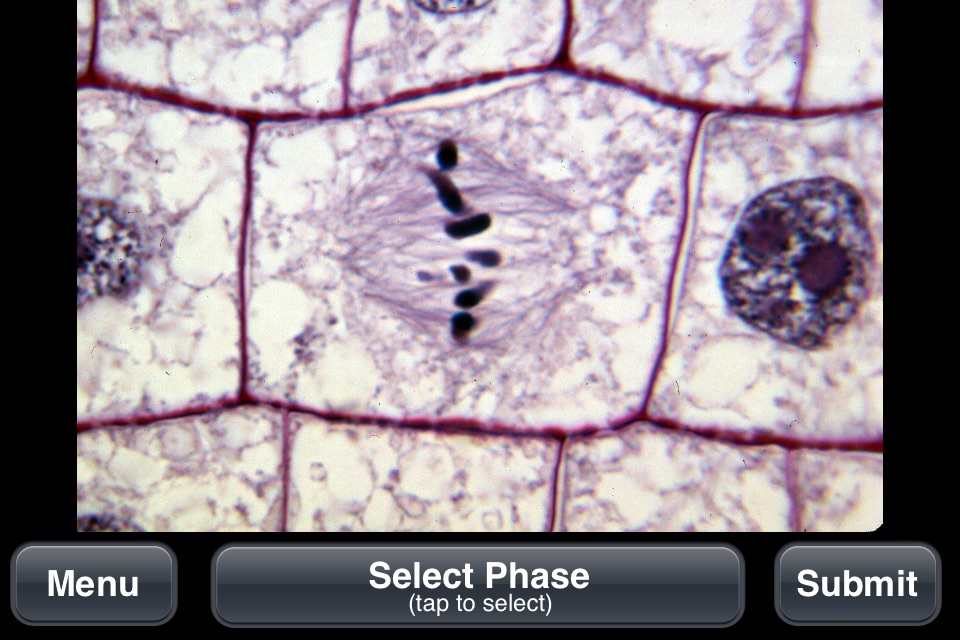Plant Histology Lite screenshot 4