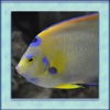 Tropical Fish Simulator 3D