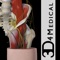 Developed by 3D4Medical in collaboration with Stanford University School of Medicine