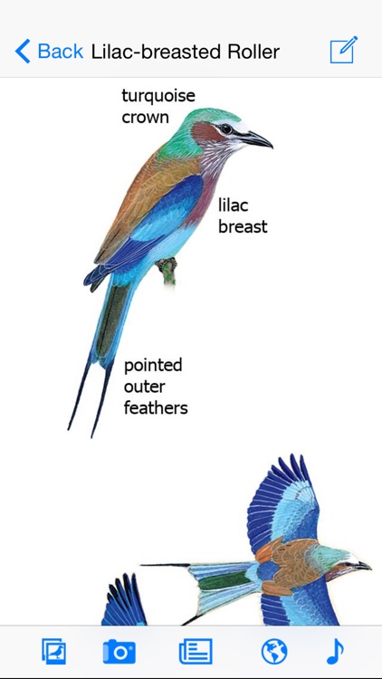 Sasol eBirds of the Kruger National Park