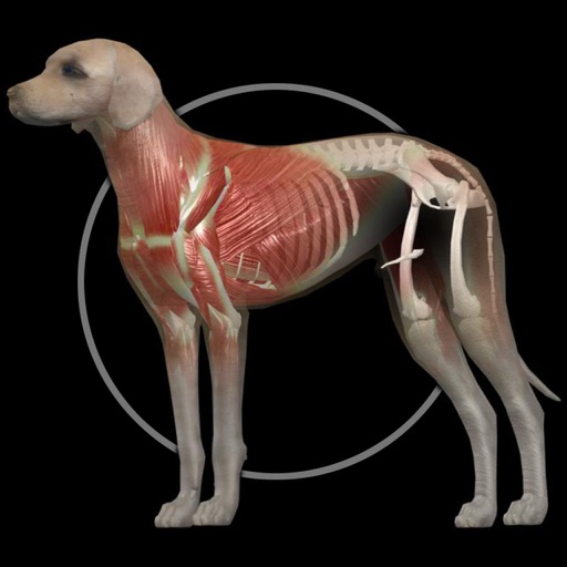 イヌの解剖学 - Dog Anatomy 3d icon