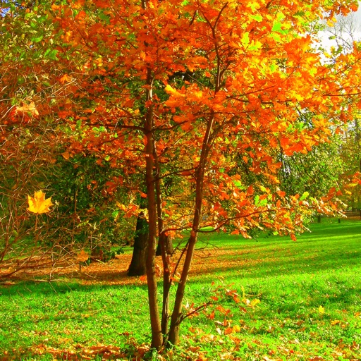 Jigsaw Puzzle Autumn icon