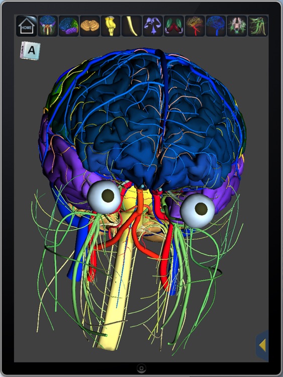 The Complete Human Brain Free