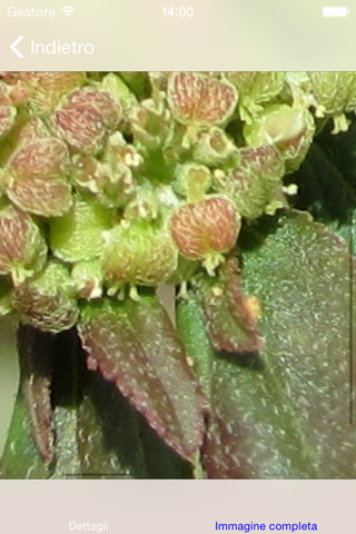 Herbs as Medicine Lite screenshot 2