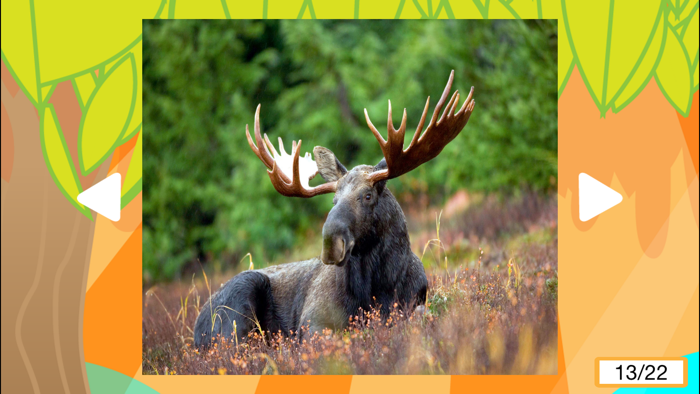 Los mejores sonidos de animales